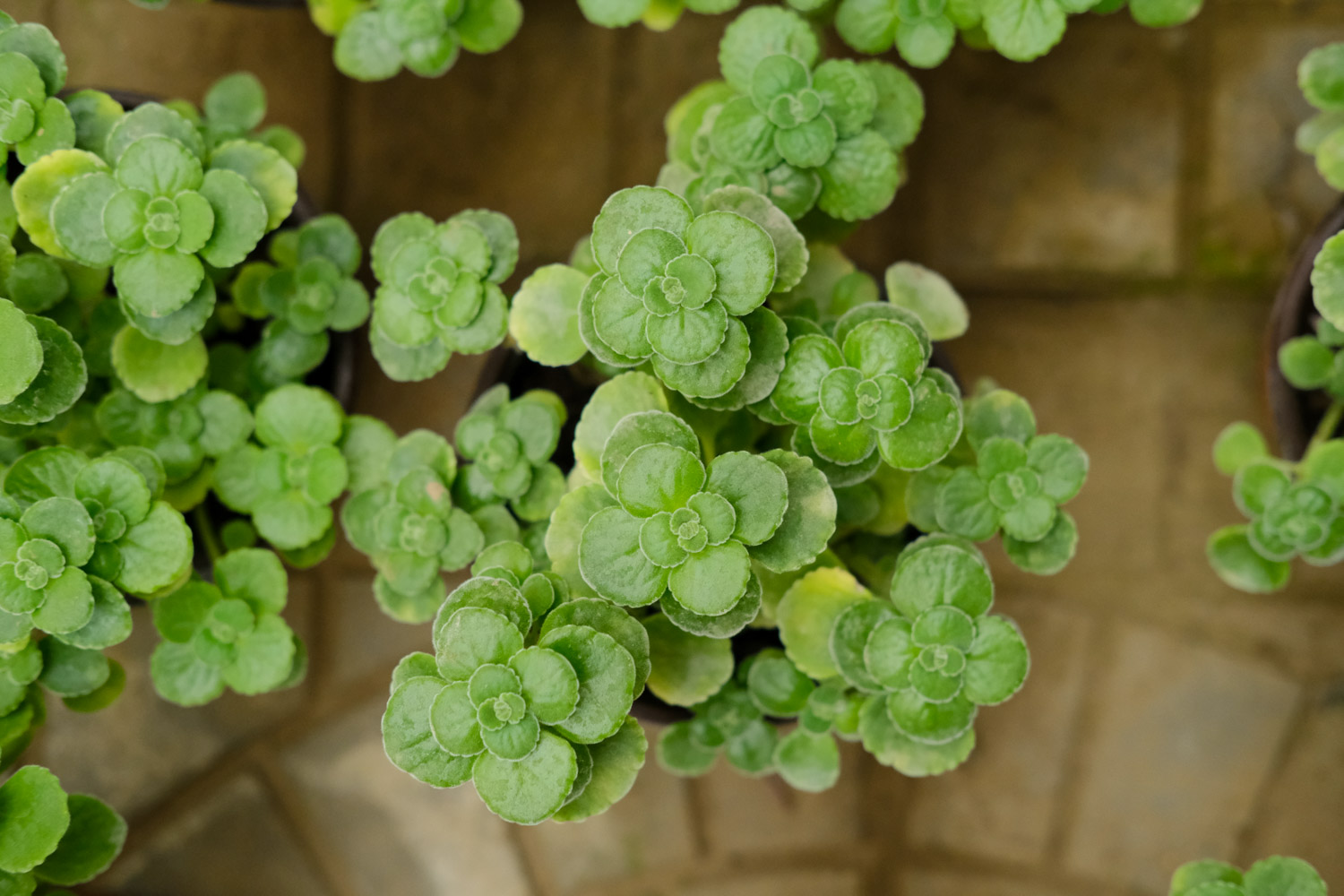 碰碰香真的会开花吗？（碰碰香怎样开花）